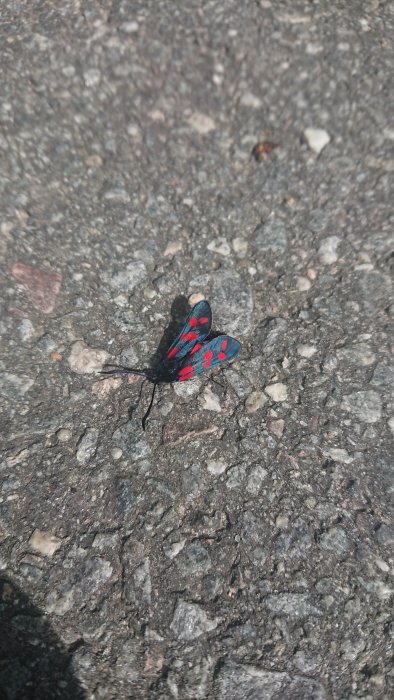 Svart insekt med sex röda fläckar på vingarna som sitter på en asfalterad väg.