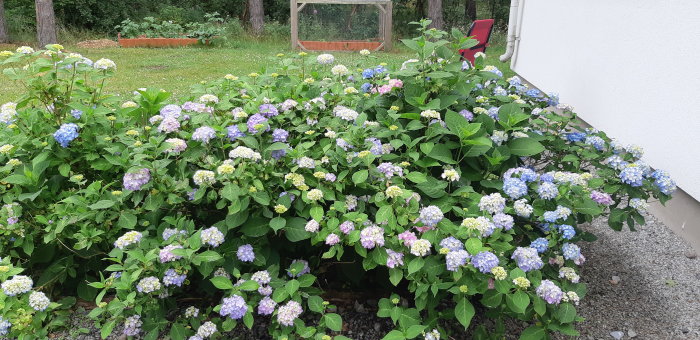 Blommande hortensia med blå och lila blommor vid en husvägg omgiven av gröna löv och gräsmatta i bakgrunden.