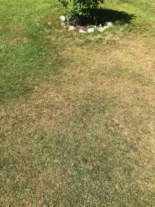 En gräsmatta med friska gröna områden och stora fläckar av brun, förstörd gräs.