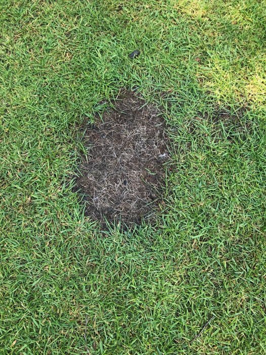 En gräsmatta med en stor fläck av dött gräs omgiven av levande, grön gräs.