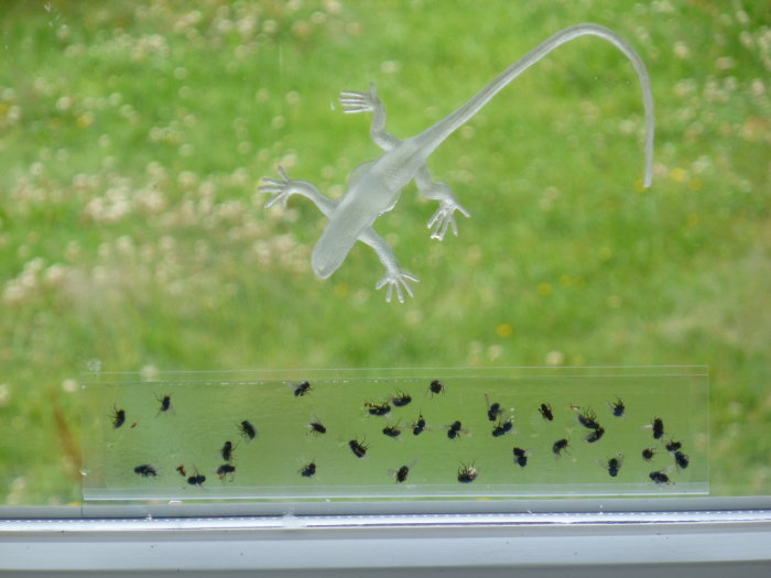 Plastgecko på fönster och flugor fastnade på en Flysons FlyWindow flugfälla mot en grön bakgrund.