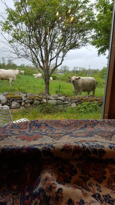 Gammaldags stenmur med varierande stenstorlekar och betande kor i bakgrunden sett från ett fönster.