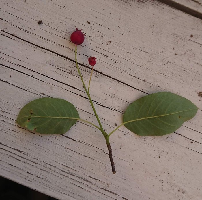 Gren med två gröna blad och tre röda bär mot en vit träyta som misstänks vara giftiga måbär.