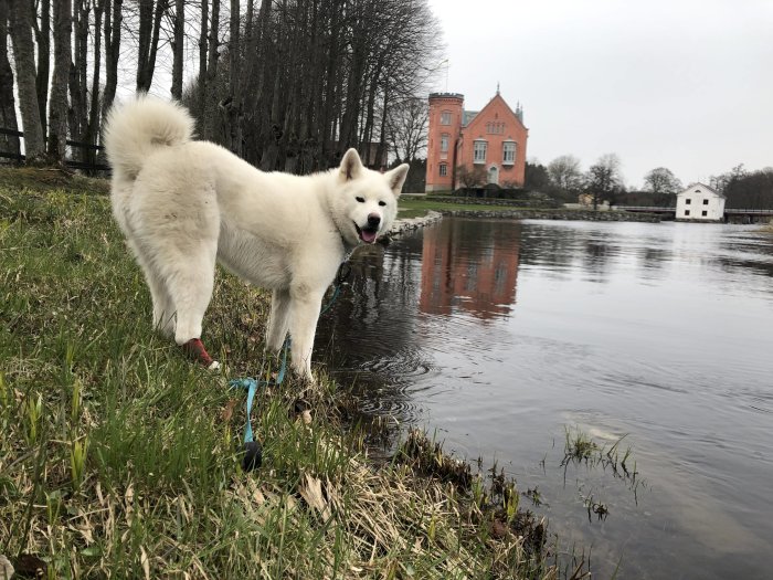 En vit hund framför en damm med ett rött slott och en vit byggnad i bakgrunden.