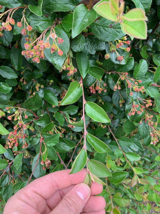 Hand håller gren av häckväxt med gröna blad och röda blommor, möjlig sjukdom runt bladen.