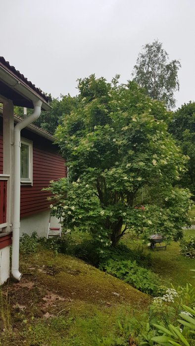 Ett stort fläderträd nära en röd husvägg, övervuxet med gröna blad och några blomklasar.