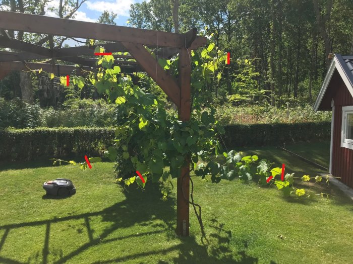 En vinranka med röda markeringar indikerar beskärningspunkter i en solig trädgård med ett robotgräsklippare i bakgrunden.