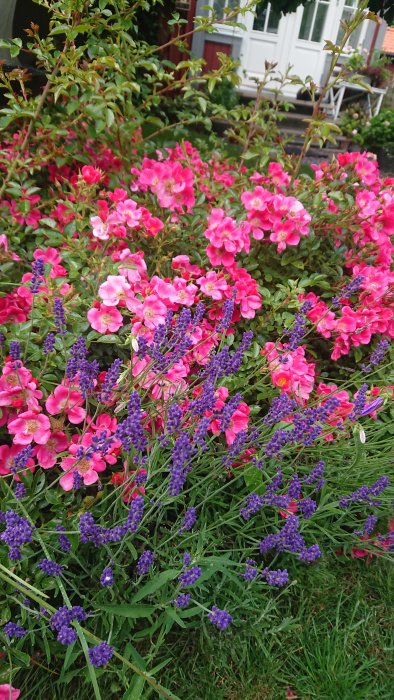 Blommande rosa 'tummelisa' roser och lila lavendel i en trädgårdsrabatt.