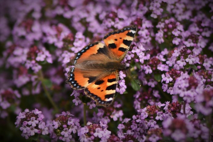 Nässelfjäril på lila blommor, en fjäril enligt svenska rödlistan som är nära hotad i Sverige.