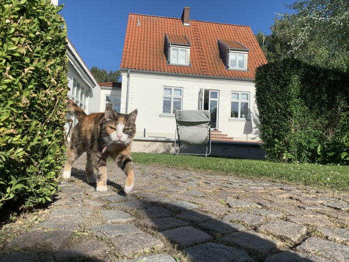 Katt går på stenlagd gång med vit och röd tegelvilla i bakgrunden, lummig trädgård.