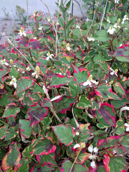 Buske med gröna blad och vita blommor, bladen har röda och gula fläckar.