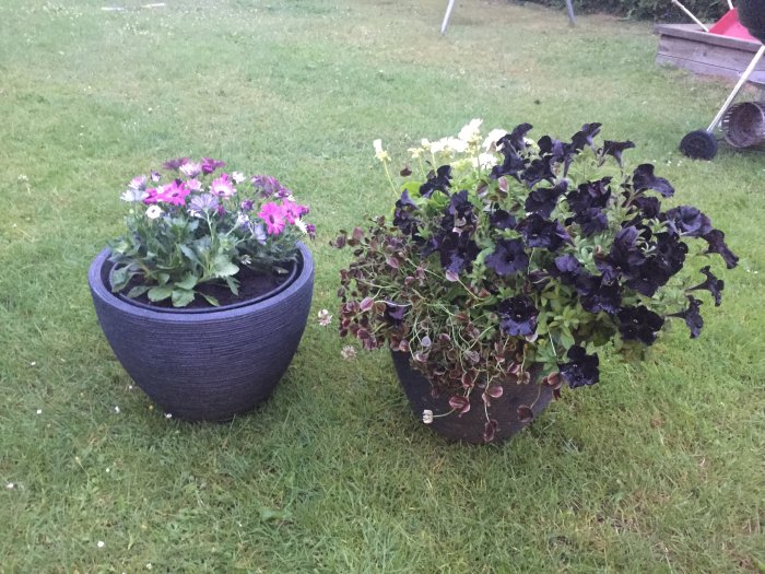 Två blomkrukor med lila och mörklila blommor på en gräsmatta, självvattnande system omtalat.