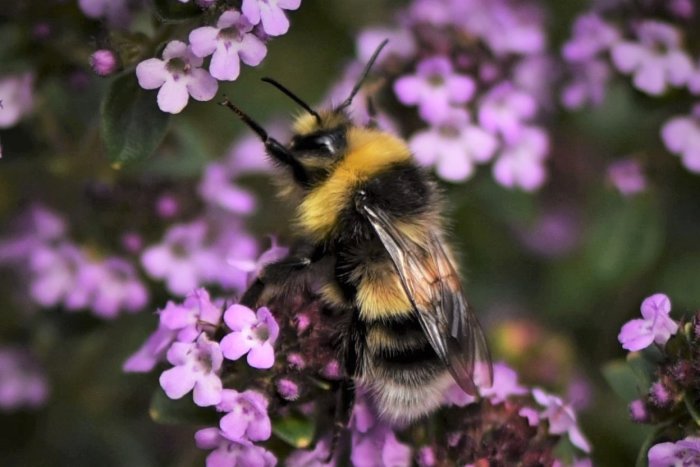 Närbild på en humla med tydlig päls och hårbeklädda ben på blommande lila timjan.