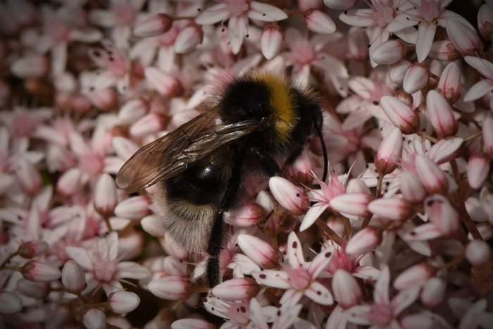 En humla med detaljerad päls och ben på blommande timjan med kort slutartid för skärpa.
