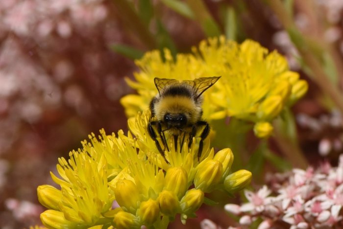 Humla som pollinerar gula blommor med fokus på päls och ben, suddig bakgrund av blommor.