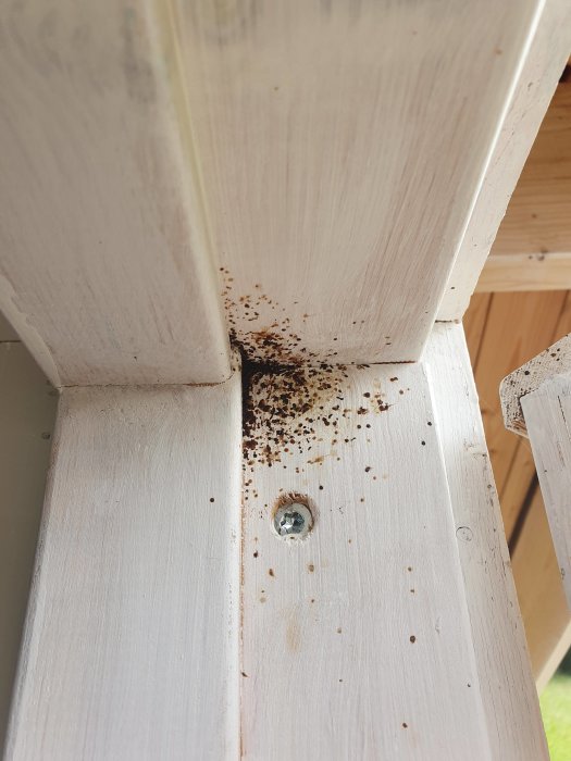 Skada på en vitmålad dörrkarm med brunaktiga spår och spillning från eventuella skadedjur, nära en skruv.