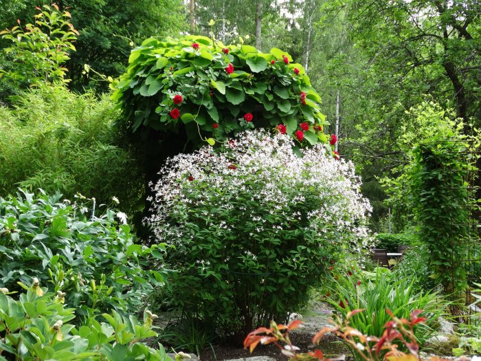 Trädgårdsparti med Gillenia trifoliata, röda blommor på klätterväxt och fler okända växter.