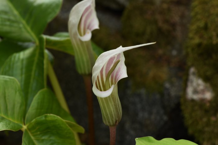 Arisaema candidissum, vit kobrakalla, med karakteristisk vit och rosa blomma mot grön bakgrund.