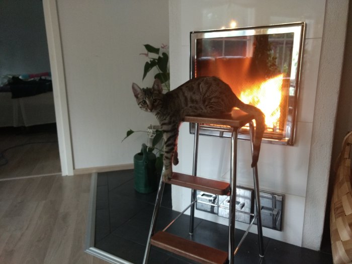 Katt på stol framför en tänd öppen spis, ser fascinerat på elden.