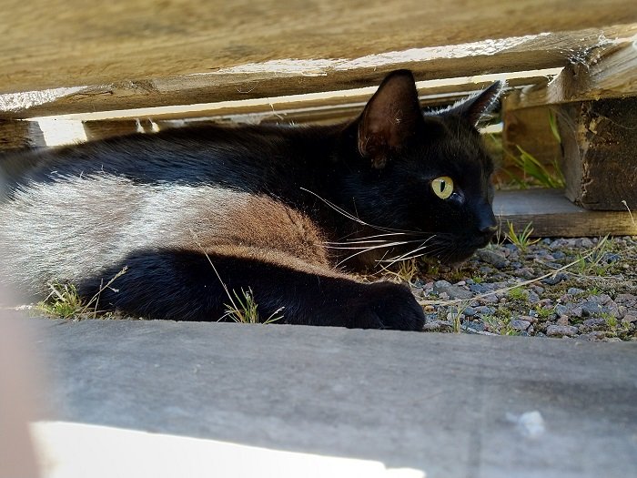 Svart katt som ligger under träplank, ser ut som den "reparerar" något, humoristisk tolkning av assistent.