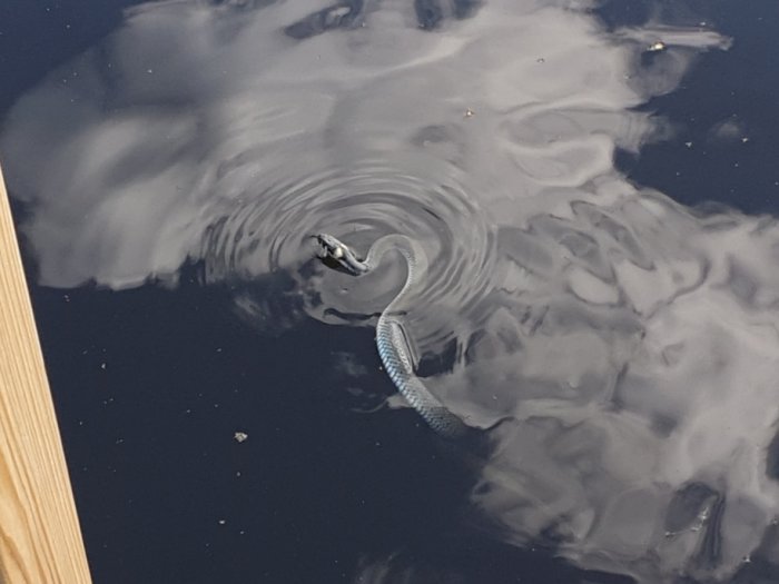 En orm simmar i vatten, skapar ringar på ytan, med reflektioner av himmel och moln.