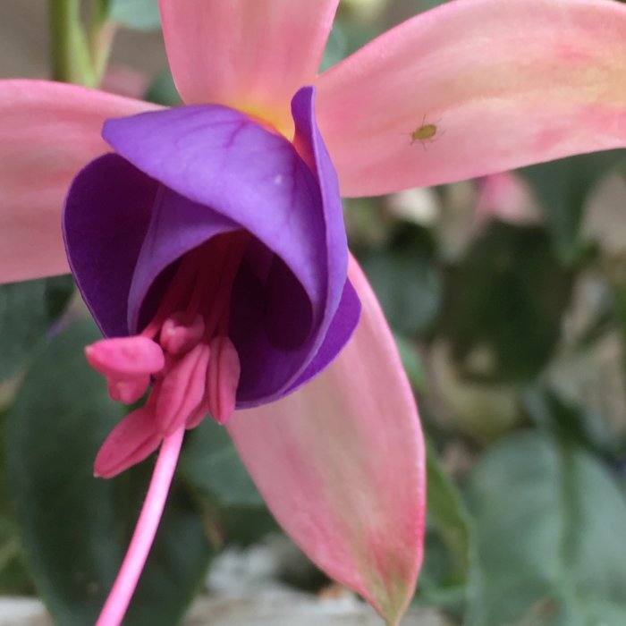 Närbild av en fuchsia blomma i rosa och lila nyanser, med gröna blad i bakgrunden.