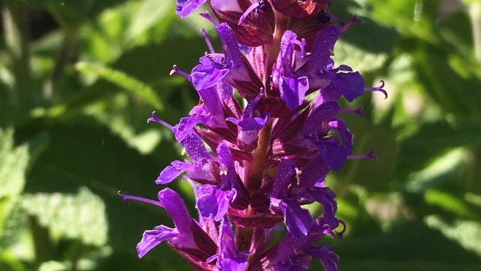 Närbild av blommande lila stäppsalvia med tydliga blommor och blad i bakgrunden.