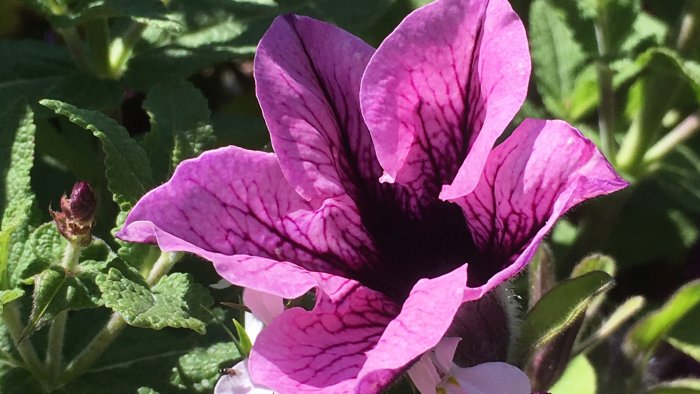 Närbild av en utslagen fuchsia med levande lila nyanser och gröna löv i bakgrunden.