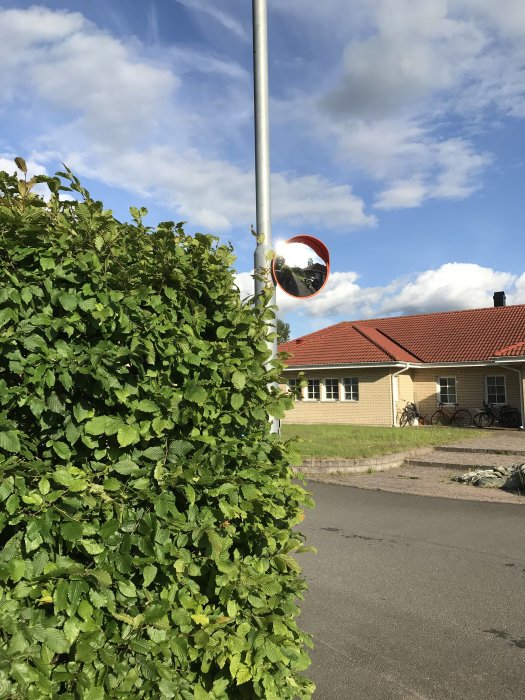 Övervuxen häck bredvid en lyktstolpe med trafikspegel med reflektion av gata och hus.