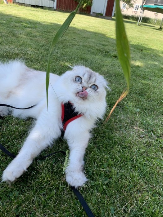 Katt i sele ligger på rygg i gräset och slickar sig om munnen med en grässtrå framför ansiktet.