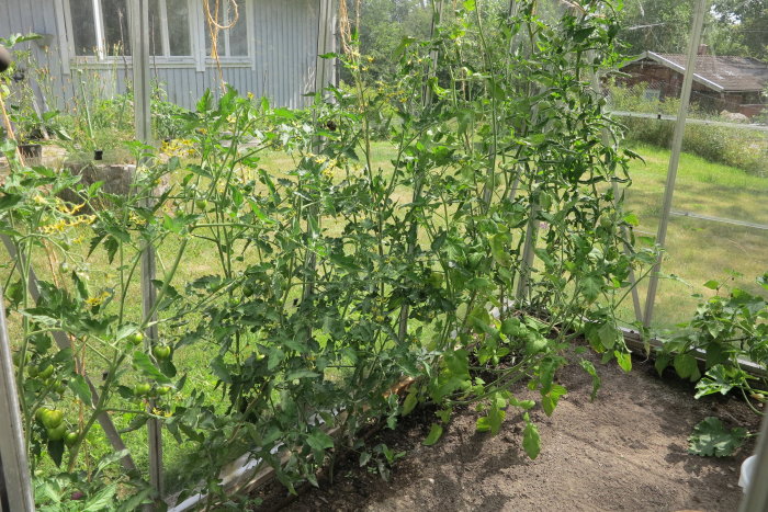 Tomatplantor och andra grödor i ett växthus, ännu ej mogna.