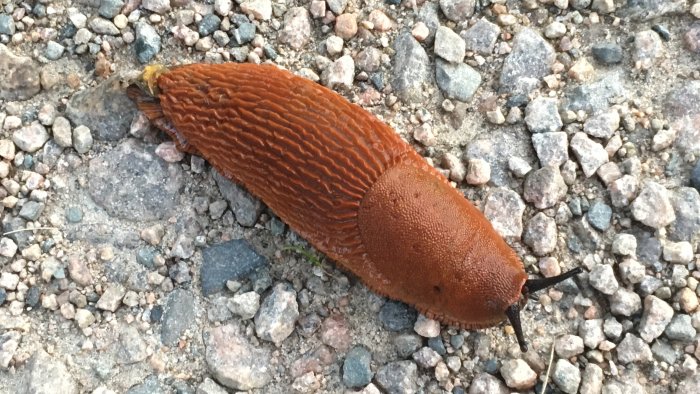Stor brun snigel på grusunderlag i trädgården.