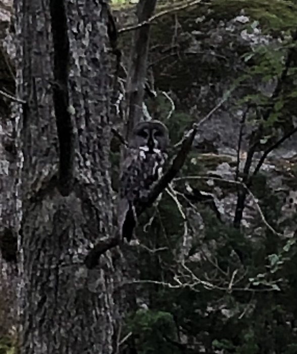 Lappuggla sittande på en gren med kamouflerande fjäderdräkt mot en trädets bark, kornig bild.