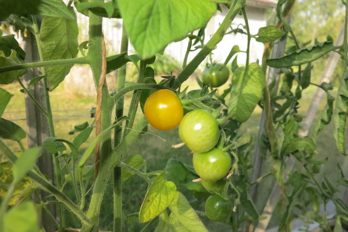 Mogen gul tomat och omogna gröna tomater på en planta i ett växthus.