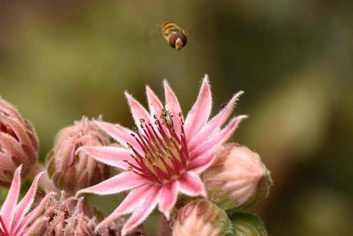 Blomfluga i flykt nära landning på en rosa taklök med synliga ståndare och luddiga blad.