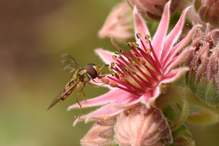 Blomfluga med utspända vingar nära en öppen rosa taklöksblomma, redo att landa.