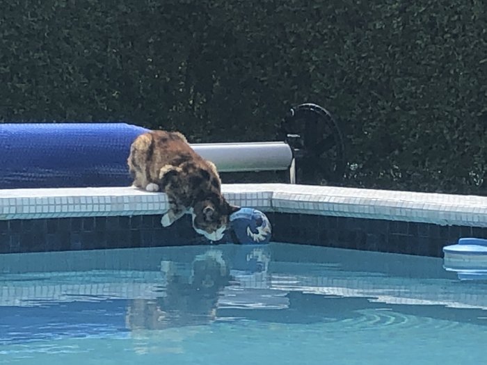 Katt dricker vatten från kanten av en swimmingpool med blått kakel och en poolöverdrag rulle.