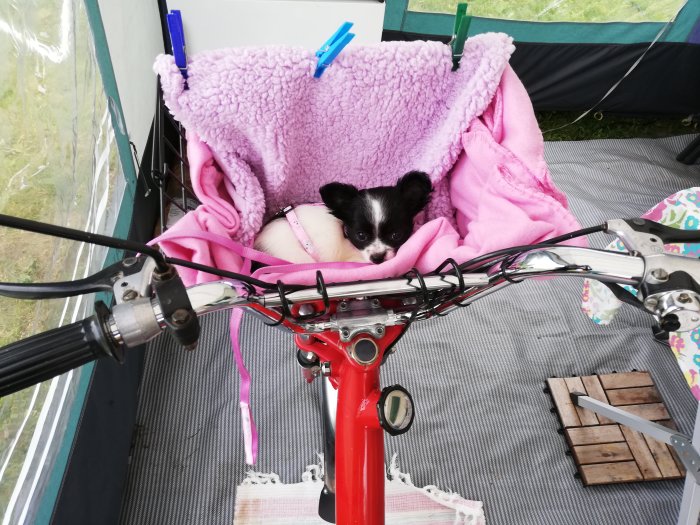 Valpkorsningen Chiwawa-Bichon Havanais Kerstin i en korg på en veteranmoped, inbäddad i en rosa filt.