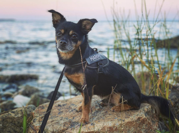 Svartbrun liten hund med sele märkt "HARRY" sitter på en klippa vid vattnet.