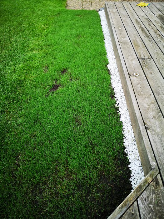 Gräsmatta med några kala fläckar bredvid en trätrall och vit grusgång.