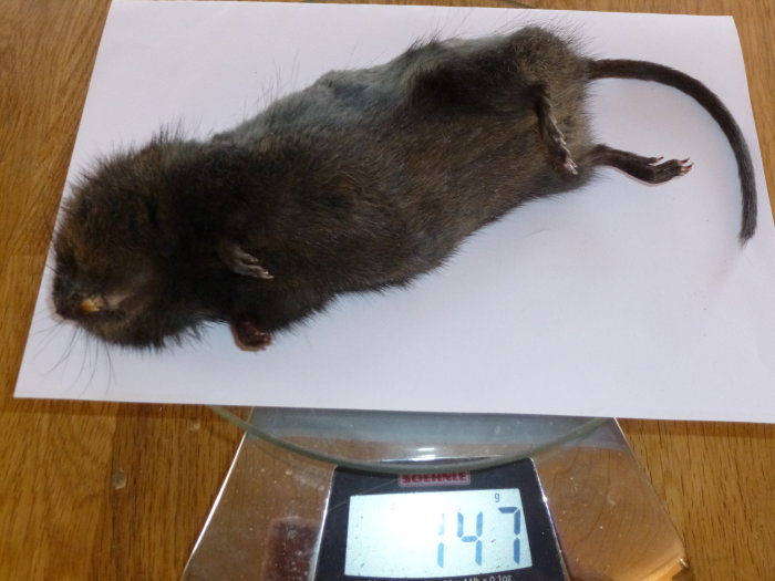 Död sork på en våg som visar en vikt på 147 gram, ligger på ett vitt papper.