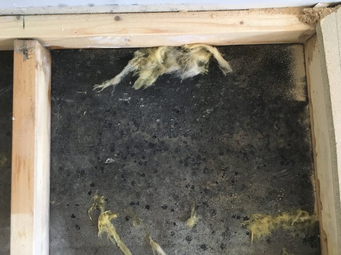 Fukt- och mögelskador under upprivet golv i gillestuga, svarta fläckar synliga.