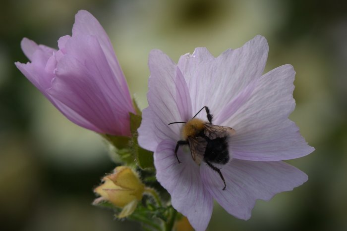 Hummel samlar pollen på en blommande lila malva med synliga vita pollenkorn.