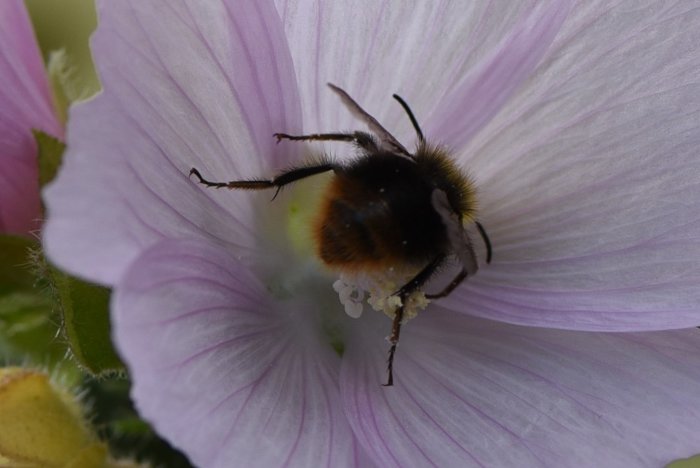 Närbild av en humla med vita pollenkorn i pälsen insidan av en blommande ljusrosa malvablomma.