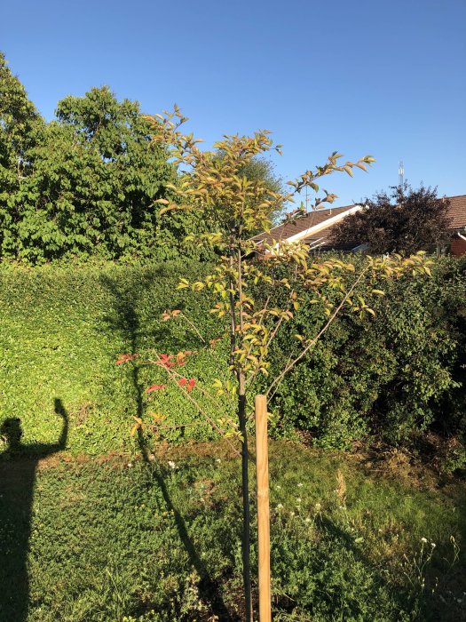 Ungt prydnadskörbärsträd med rödfärgade vissnande blad i en solig trädgård.