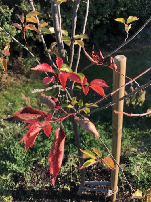 Prydnadskörbär (Prunus accolade) med rödaktiga, delvis vissna blad på grenarna, indikerar torkstress.