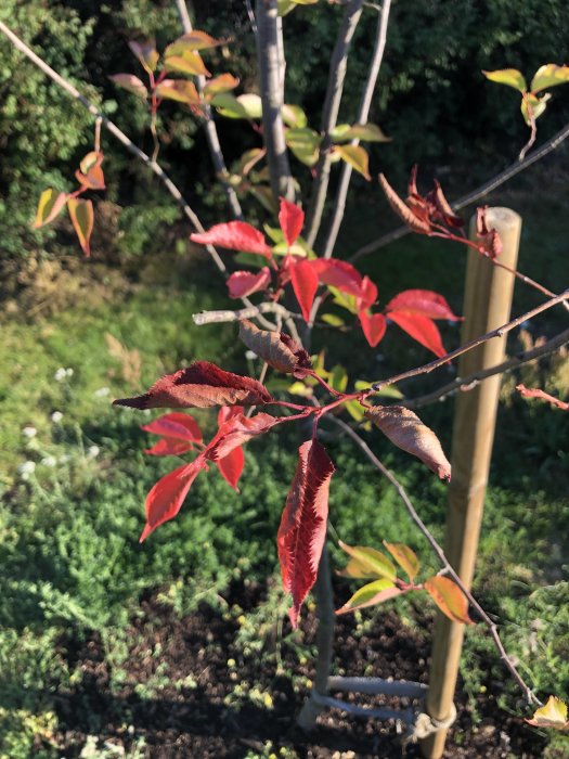 Prydnadskörsbärsträd med röda och gröna blad som visar tecken på vissning, stöttat av en träpinne.