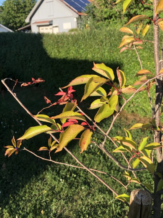 Prydnadskörbär med blad som visar tecken på rödhet och vissning, indikation på potentiell torkstress.