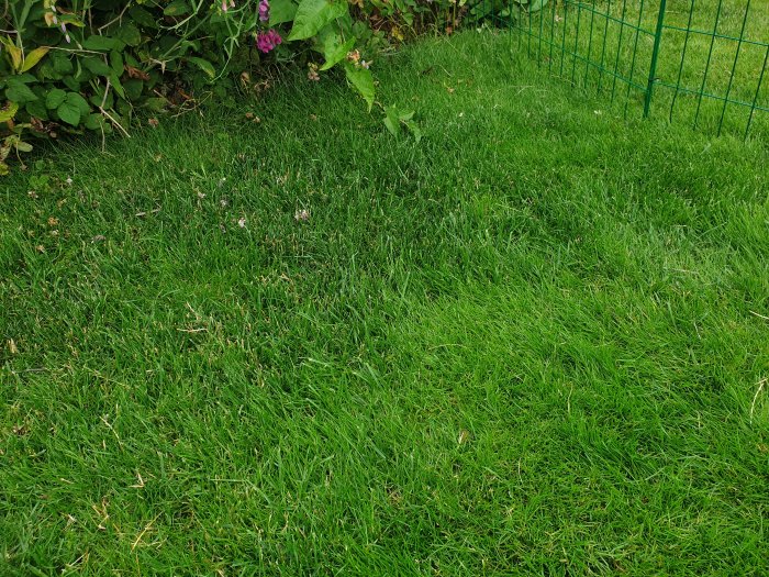 Gräsmatta med ojämn grön färg och vita uttorkade gräsfläckar längs kanten, nära ett grönt staket.
