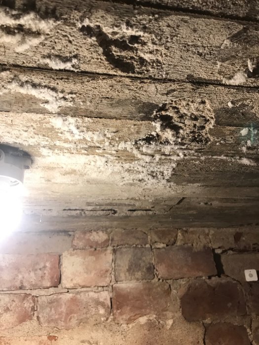 Fukt- och saltutfällningar på trätak över skadat tegelvägg i en blivande vinkällare.